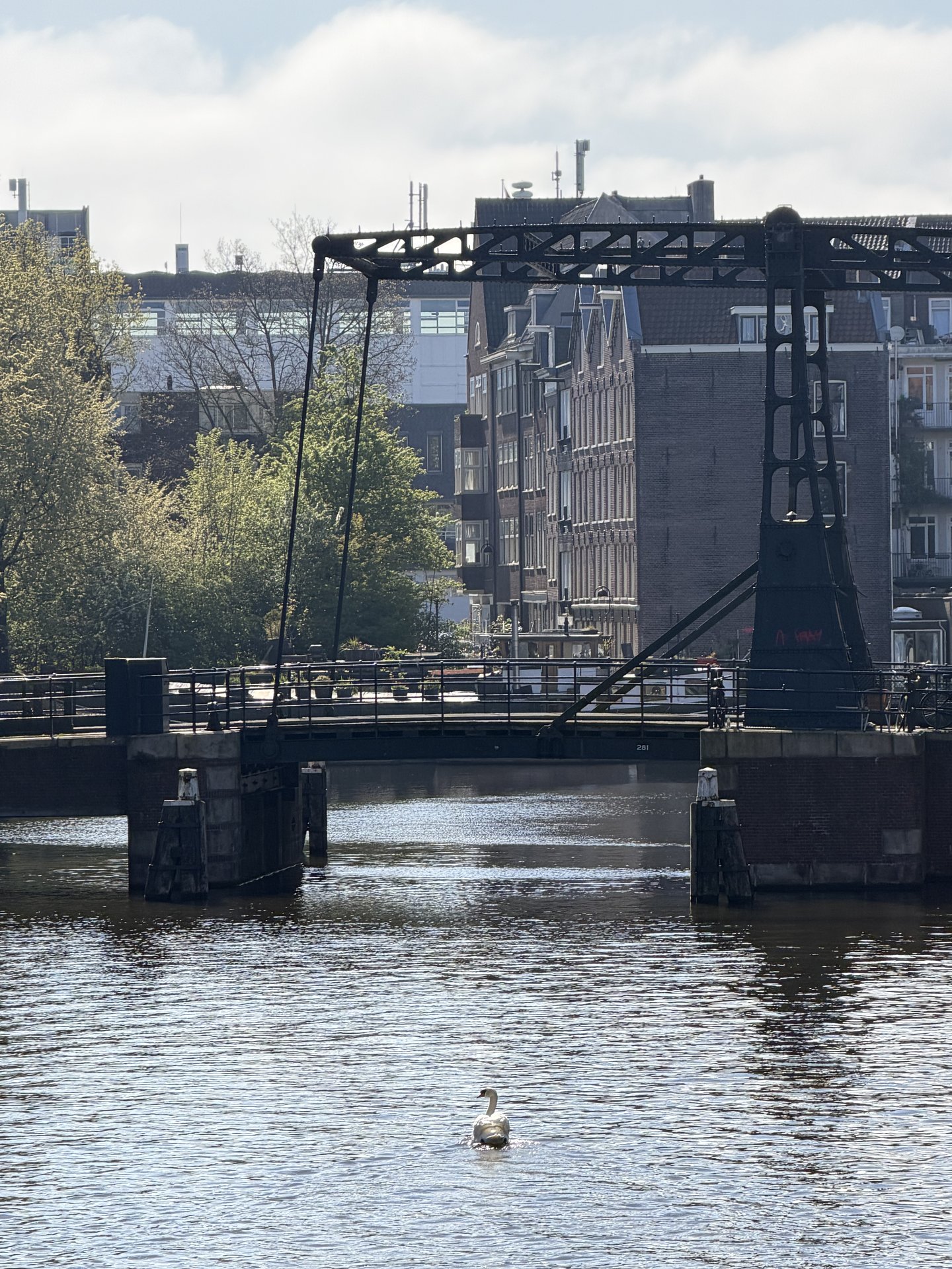 A serene view of the Montelbaansbrug in Centrum, Amsterdam, spans across a calm canal where a single white swan gracefully glides